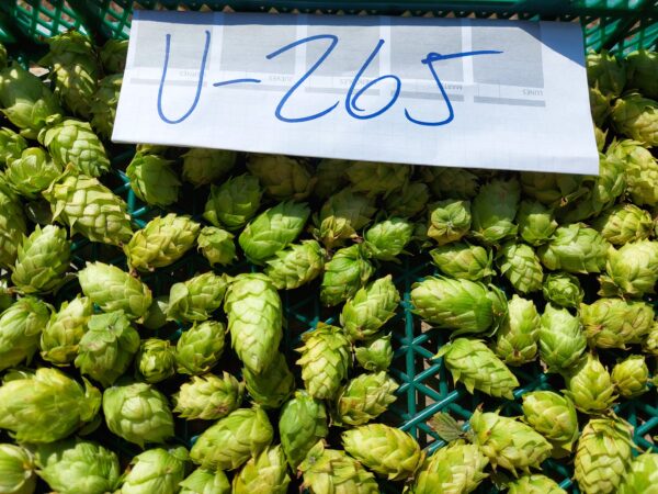 Lúpulo en flor envasado al vacío variedad nacional U-265