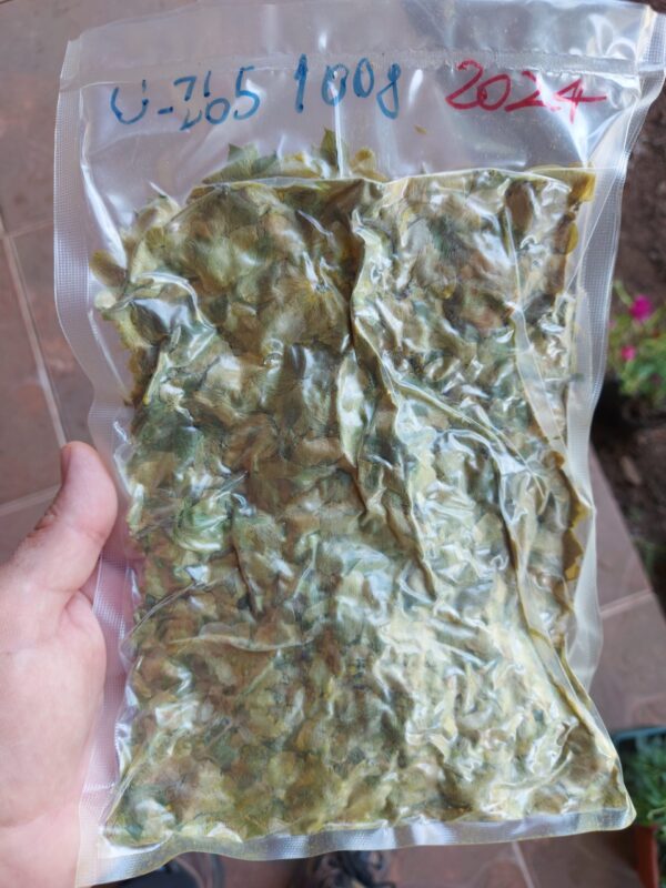 Lúpulo en flor envasado al vacío variedad nacional U-265