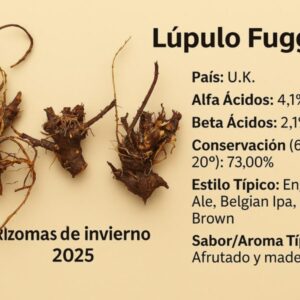Rizoma de Lúpulo variedad Fuggle