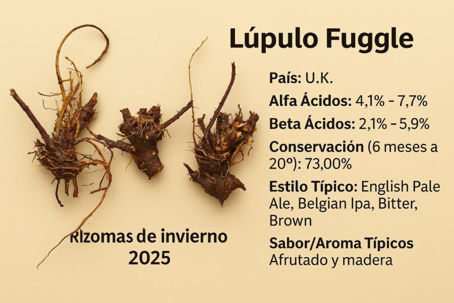 Rizoma de Lúpulo variedad Fuggle