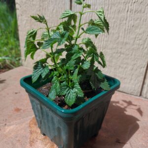 Plantin de Lúpulo Fuggle
