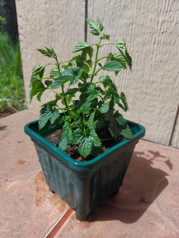 Plantin de Lúpulo Fuggle