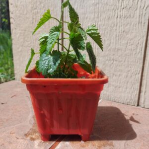 Plantin Lúpulo Perle