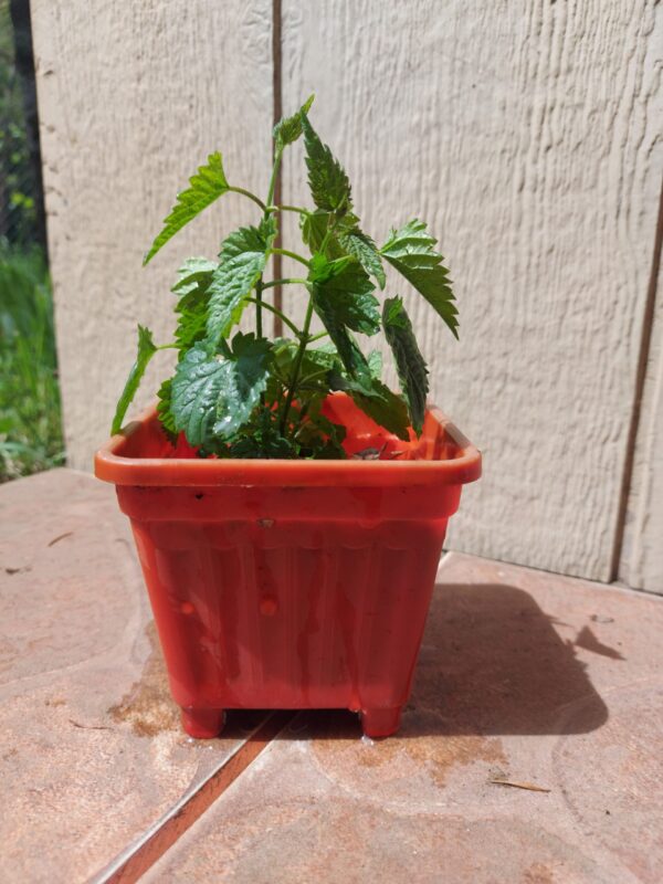 Plantin Lúpulo Perle