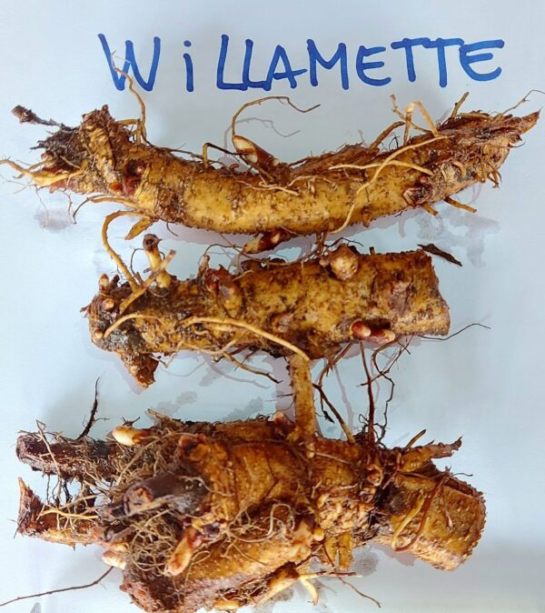 Rizoma de Lúpulo variedad Willamette