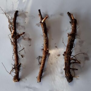 Rizoma de Lúpulo variedad U-265